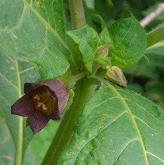 Deadly nightshade Atropa belladonna