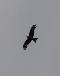 Red kite