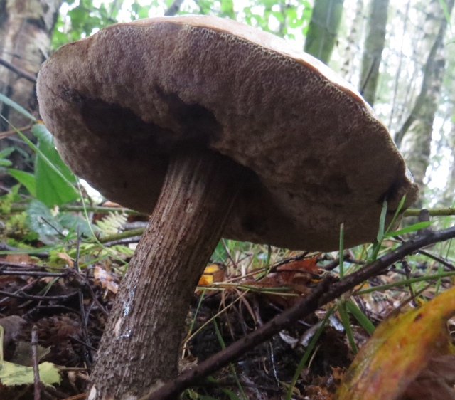 Brown birch bolete Leccinum scabrum