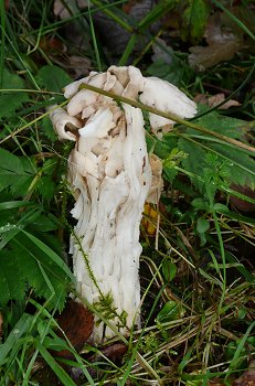 Helvella crispa