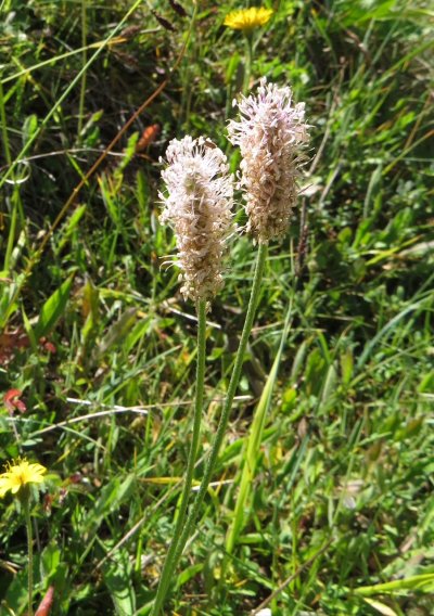 Hoary plantain Plantago media