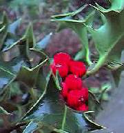 holly berries