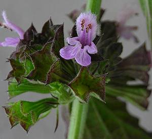 Black horehound  Ballota nigra