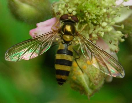 Meliscaeva cinctella  female