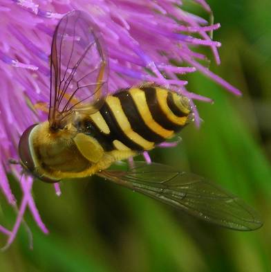 Syrphus ?ribesii or vitripennis