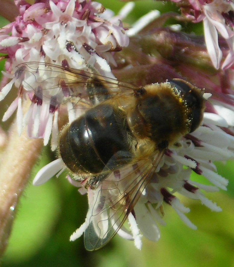 Hoverfly Eristalis tenax