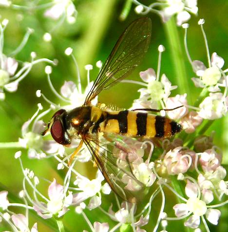 Meliscaeva cinctella