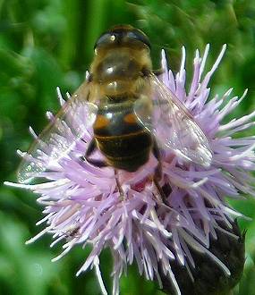 Eristalis tenax