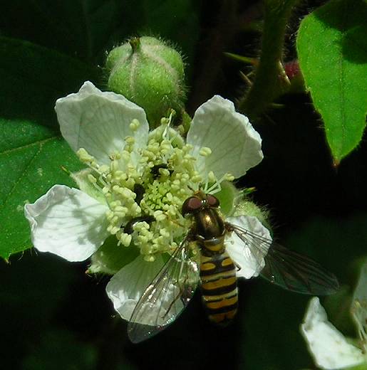 Episyrphus balteatus