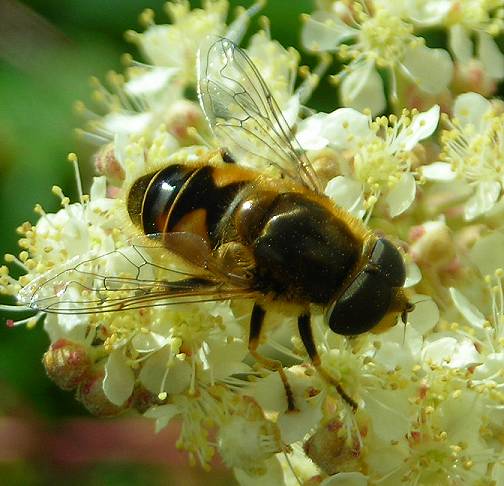 Eristalis tenax