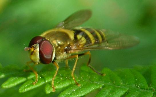 Syrphus ? ribesii or vitripennis