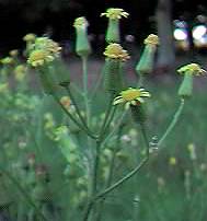 Heath Groundsel