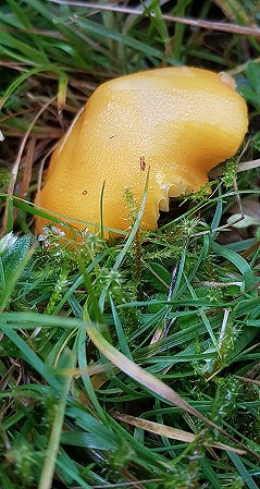 Golden Waxcap Hygrocybe chlorophana