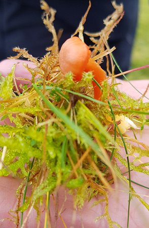 Spangle Waxcap Hygrocybe insipida