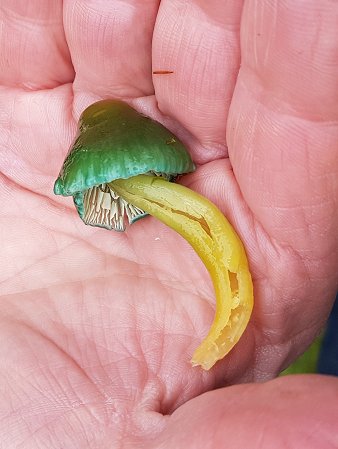 Parrot Waxcap Hygrocybe psittacina