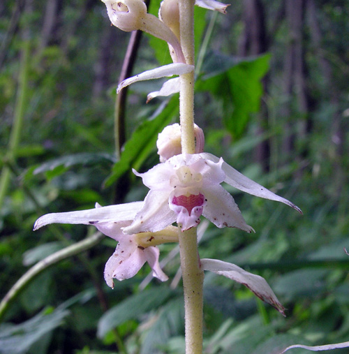 hypochromic Epipactis helleborine