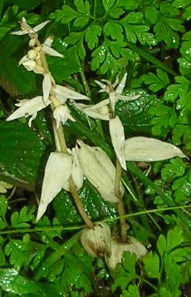 hypochromic Epipactis helleborine