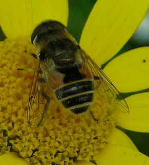 Eristalis interruptus