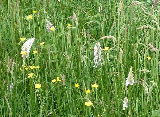 Orchids and buttercups