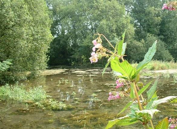 Keld Head Pond