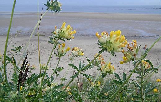 Anthyllis vulneraria