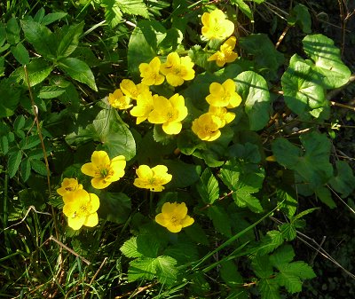 kingcup or marsh marigold Caltha palustris