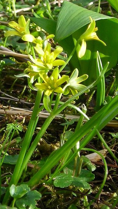 Yellow Star of Bethleham Gagea lutea