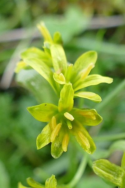 Yellow Star of Bethleham Gagea lutea detail