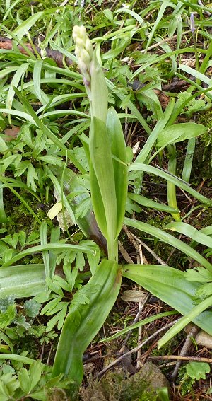 Early purple orchid Orchis mascula