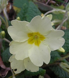 Primrose Primula vulgaris