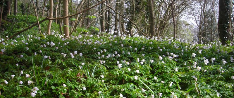 Wood anemones Anemone nemorosa under trees