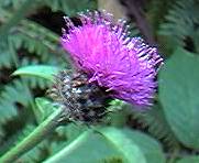 Knapweed, common