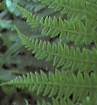 Lady Fern