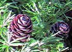 Larch cones