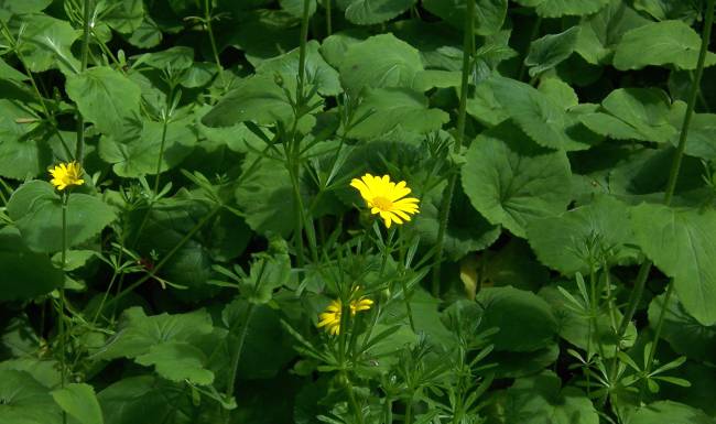 leopardsbane doronicum