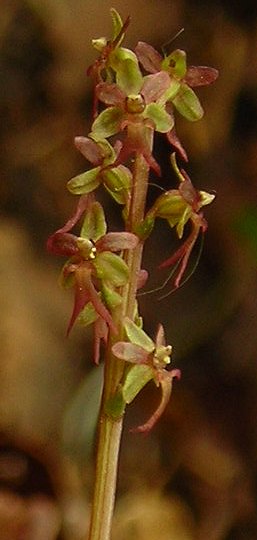 lesser twayblade Listera cordata