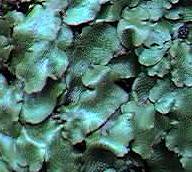 Liverwort