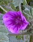 Malva sylvestris