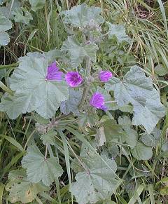 Malva sylvestris