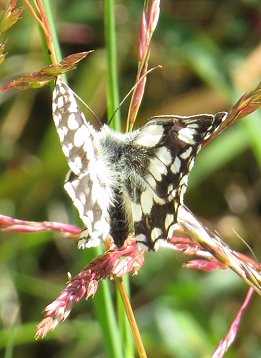 Marbled white butterfly