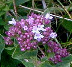 Origanum vulgare