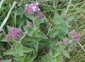 Origanum vulgare