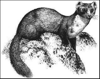 pine marten