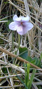 marsh violet