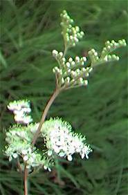 Meadowsweet