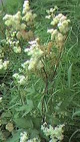 Meadowsweet