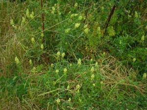 Mignonette  Reseda lutea