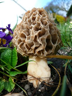 Morel Morchella esculenta