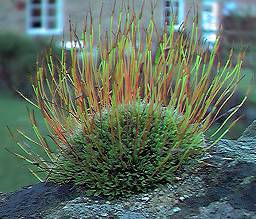 moss on walltop