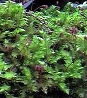 Woodland moss